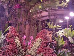 -正佳雨林生态植物园