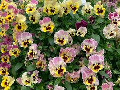 -保尔卓美园艺有限公司