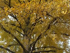 -千年银杏谷文化旅游区