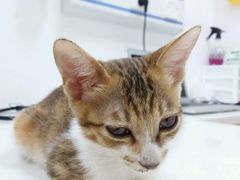 -创凡宠物医院·骨专科  猫科中心(西乡分院)