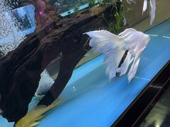 -中环花鸟鱼虫市场
