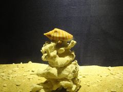 -亚龙湾中心广场·贝壳馆