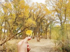 -金塔沙漠胡杨林景区