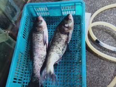 -四道口水产市场