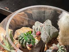 -自由生长植物工作室(深港花卉中心店)