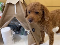 -美联众合动物医院·24h京西诊疗中心