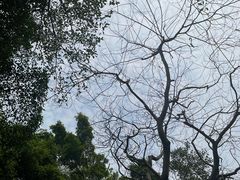 -深圳国际园林花卉博览园