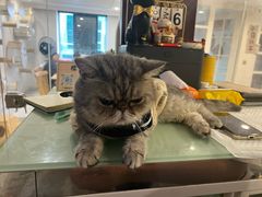 -楼上猫咖(罗湖店)