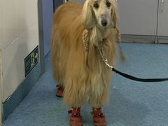 -北京赛佳动物医院