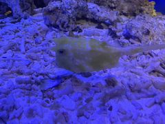 -贝林大翅鲸简餐厅(国家海洋博物馆店)