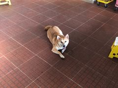 -柴犬高等学院·狗咖·柴犬售卖·宠物训练