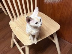 -楼上猫咖(罗湖店)
