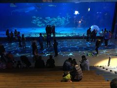 -烟台海昌鲸鲨海洋公园