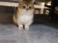 -安安宠医宠物医院·异宠·犬猫内科(岳阳分院)