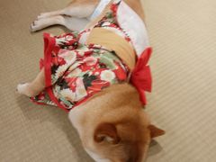 -逗柴咖啡屋·狗咖猫咖宠物桌游