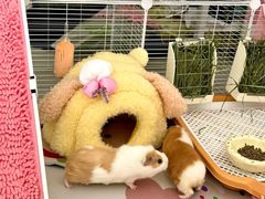 -立德动物医院·异宠·CT·鹦鹉(天河店)
