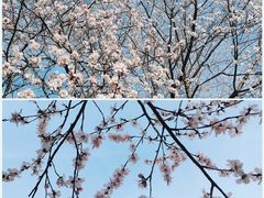 -桃花堤公园