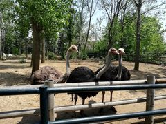 -大连森林动物园