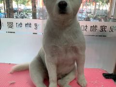 -全心全意连锁动物医院(石景山店)