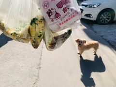 -水丰路鸡蛋饼