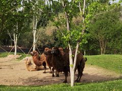 -北京野生动物园