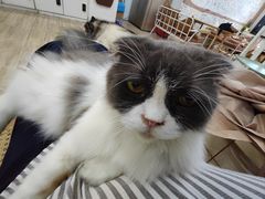 -李小姐の猫咖啡馆(五角场店)