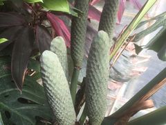 -呀路古热带植物园