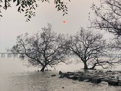 -宝安西湾红树林湿地公园