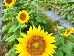 -光明小镇欢乐田园