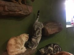 -猫猫幼稚园·撸猫·桌游·电玩