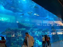 -迪拜水族馆及水下动物园