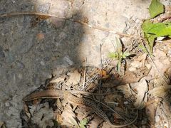 -北京上方山国家森林公园