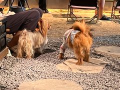 -J Create城市露营咖啡·简餐·宠物(上海动物园店)