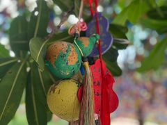 -西双版纳原始森林公园