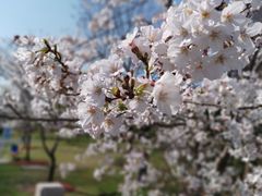 -顾村公园