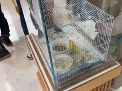 -帕帕拉兹宠物(亚洲旗舰店)