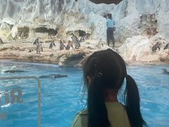 -帝企鹅自助餐厅•儿童岛•真企鹅(长隆企鹅酒店)