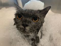 -PETKIT小佩宠物·低压洗护(国顺东路店)