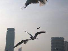 -爱舍海岸酒店(香港中路五四广场店)