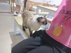 -藏猫猫咖啡主题馆(中央大道店)