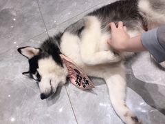 -Husky Go! 哈士奇体验馆·宠物咖啡厅狗咖