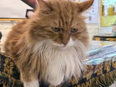 -平行世界·猫咖(首经贸店)