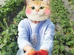 -喜杨洋草莓采摘园