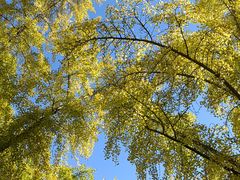 -三里屯东五街银杏大道