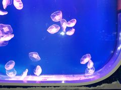 -芜湖新华联大白鲸海洋公园