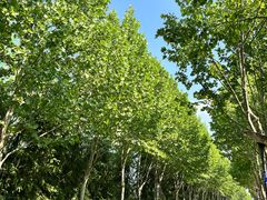 -四里河滨水生态公园