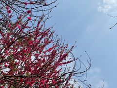 -花博汇(知音花月夜)