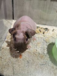-Moni星球萌宠·小马宝莉·灵蛇·高端高阶全萌宠互动体验俱乐部(红豆国际广场店)