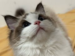 -猫十亿·布偶金渐层·曼基康矮脚猫舍(青年路店)