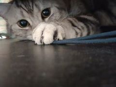 -中农大我爱我爱24h动物医院·中医针灸·猫专科·骨科医疗中心(双井店)